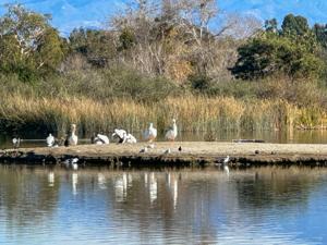 San Joaquin Wildlife Sanctuary Birds
